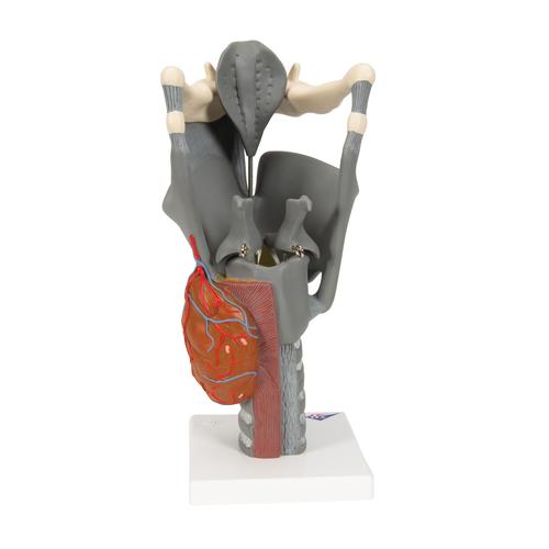 Laringe funcional, 2,5 veces su tamaño natural - 3B Smart Anatomy, 1013870 [G20], Modelos de Oído, Laringe y Nariz