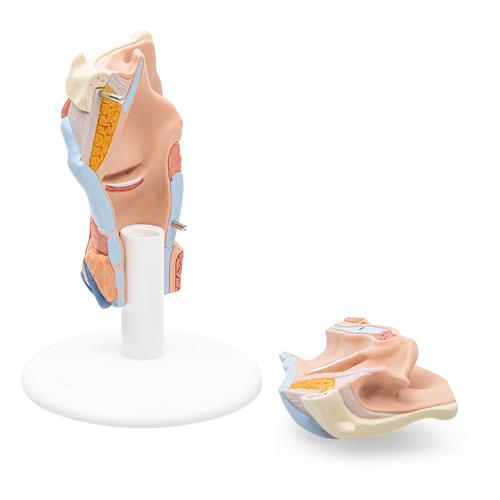 Laringe, 2 piezas - 3B Smart Anatomy, 1000273 [G22], Modelos de Oído, Laringe y Nariz