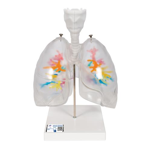 Árbol bronquial TAC con laringe y pulmón transparente - 3B Smart Anatomy, 1000275 [G23/1], Modelos de Sistema Respiratorio