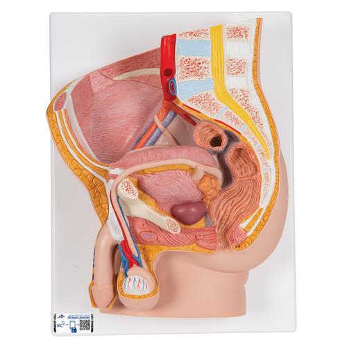 Pelvis masculina, 2 piezas - 3B Smart Anatomy, 1000282 [H11], Modelos de Pelvis y Genitales