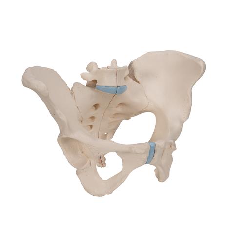 Pelvis femenina, 3-partes - 3B Smart Anatomy, 1000285 [H20/1], Modelos de Pelvis y Genitales