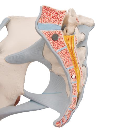 Pelvis femenina con ligamentos, con sección media sagital a través de los músculos del piso pélvico, 4-partes - 3B Smart Anatomy, 1000287 [H20/3], Educación para salud femenina