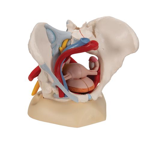 Pelvis femenina con ligamentos, vasos, nervios, piso pélvico y órganos, 6-partes - 3B Smart Anatomy, 1000288 [H20/4], Modelos de Pelvis y Genitales