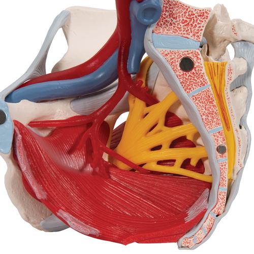 Pelvis femenina con ligamentos, vasos, nervios, piso pélvico y órganos, 6-partes - 3B Smart Anatomy, 1000288 [H20/4], Educación para salud femenina
