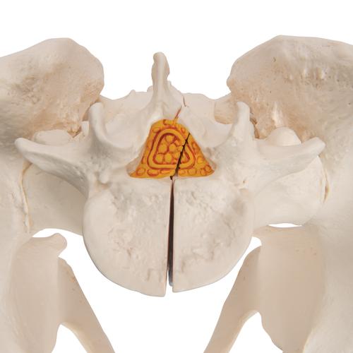 Pelvis masculina en tres piezas - 3B Smart Anatomy, 1013026 [H21/1], Modelos de Pelvis y Genitales
