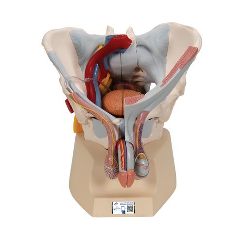 Pelvis masculina con ligamentos, vasos, nervios, suelo pélvico y órganos. 7 piezas. - 3B Smart Anatomy, 1013282 [H21/3], Modelos de Pelvis y Genitales