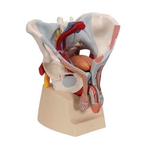 Pelvis masculina con ligamentos, vasos, nervios, suelo pélvico y órganos. 7 piezas. - 3B Smart Anatomy, 1013282 [H21/3], Modelos de Pelvis y Genitales