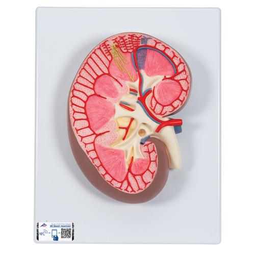Sección del riñón, 3 veces su tamaño natural - 3B Smart Anatomy, 1000296 [K10], Modelos del Sistema Urinario