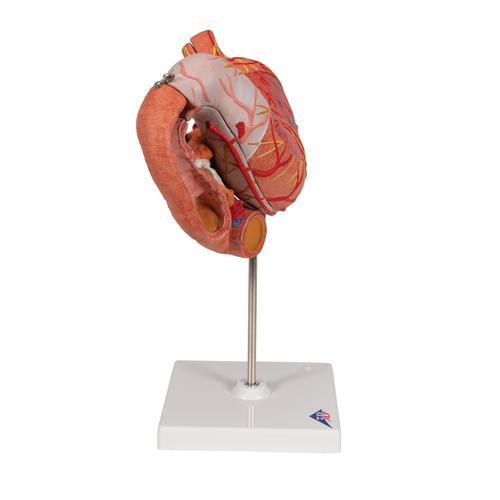 Estómago, en 3 piezas - 3B Smart Anatomy, 1000303 [K16], Modelos del Sistema Digestivo