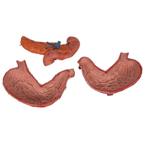 Estómago, en 3 piezas - 3B Smart Anatomy, 1000303 [K16], Modelos del Sistema Digestivo