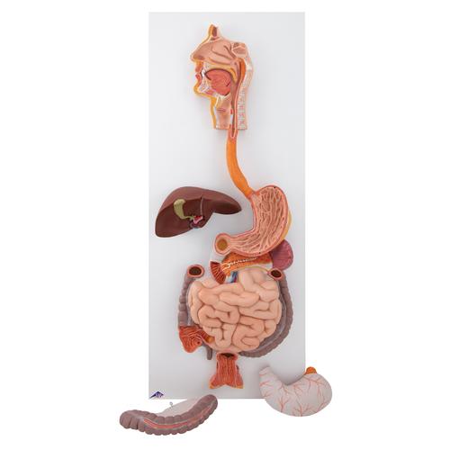 El sistema digestivo, de 3 piezas - 3B Smart Anatomy, 1000307 [K21], Modelos del Sistema Digestivo