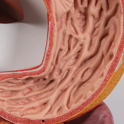El sistema digestivo, de 3 piezas - 3B Smart Anatomy, 1000307 [K21], Modelos del Sistema Digestivo