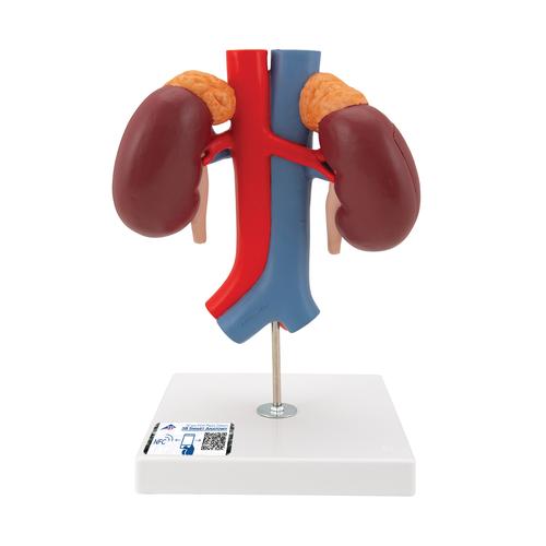 Riñones con vasos, de 2 piezas - 3B Smart Anatomy, 1000308 [K22/1], Modelos del Sistema Urinario