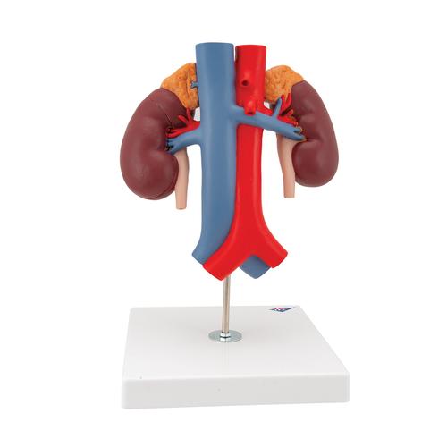 Riñones con vasos, de 2 piezas - 3B Smart Anatomy, 1000308 [K22/1], Modelos del Sistema Urinario