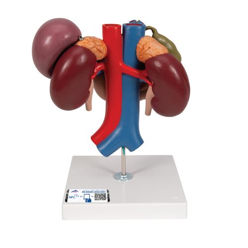 Riñones con órganos posteriores del abdomen superior, de 3 piezas - 3B Smart Anatomy, 1000310 [K22/3], Modelos del Sistema Urinario