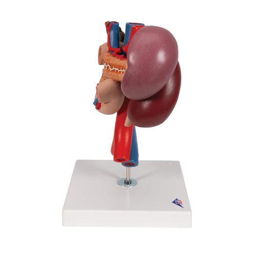 Riñones con órganos posteriores del abdomen superior, de 3 piezas - 3B Smart Anatomy, 1000310 [K22/3], Modelos del Sistema Digestivo