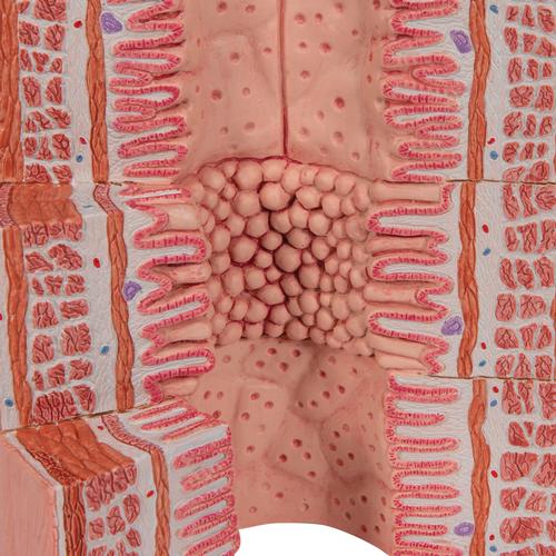 3B MICROanatomy Tracto digestivo - a 20 aumentos - 3B Smart Anatomy, 1000311 [K23], Modelos del Sistema Digestivo