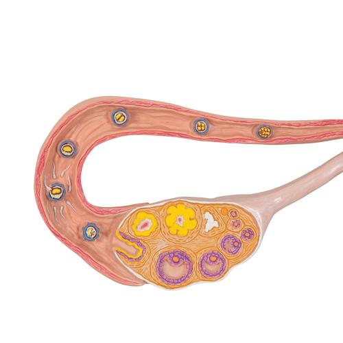 Estadíos de la fertilización y desarrollo del embrión, a 2 aumentos - 3B Smart Anatomy, 1000320 [L01], Modelos de Embarazo