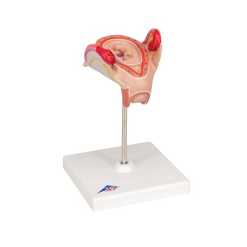 Modelo de embrión, segundo mes - 3B Smart Anatomy, 1000323 [L10/2], Modelos de Embarazo