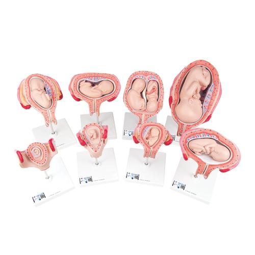 Serie 3B Scientific® de Embarazo - 3B Smart Anatomy, 1018627 [L10], Modelos de Embarazo