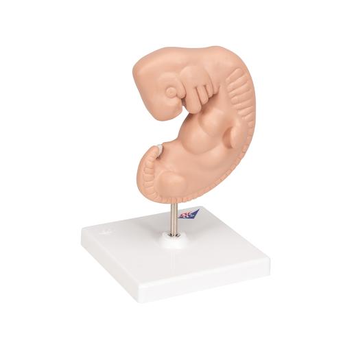 Embrión, 25 veces su tamaño natural - 3B Smart Anatomy, 1014207 [L15], Modelos de Embarazo