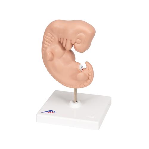 Embrión, 25 veces su tamaño natural - 3B Smart Anatomy, 1014207 [L15], Modelos de Embarazo