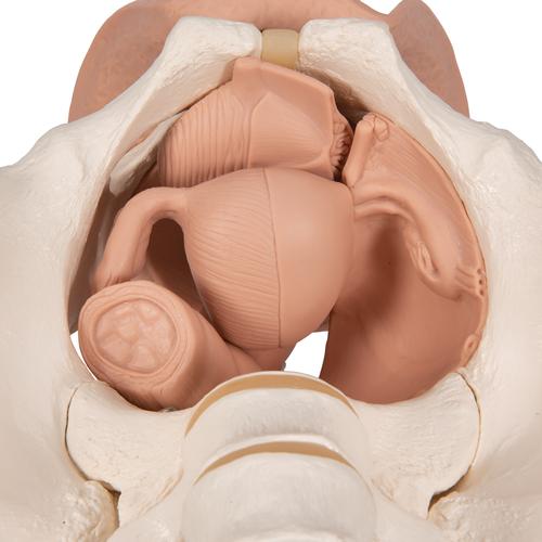 Esqueleto de la pelvis femenina con órganos genitales, en 3-piezas - 3B Smart Anatomy, 1000335 [L31], Modelos de Pelvis y Genitales