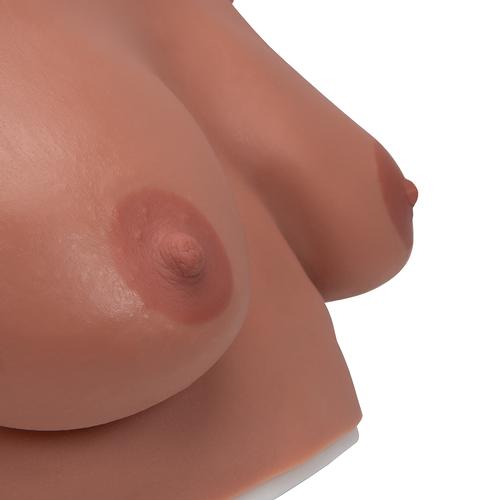Modelo para la autoexaminación de mamas para colgar, 1000342 [L50], Educación para salud femenina