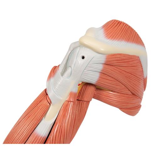 Brazo con músculos de lujo, 6 partes - 3B Smart Anatomy, 1000347 [M11], Modelos de Musculatura