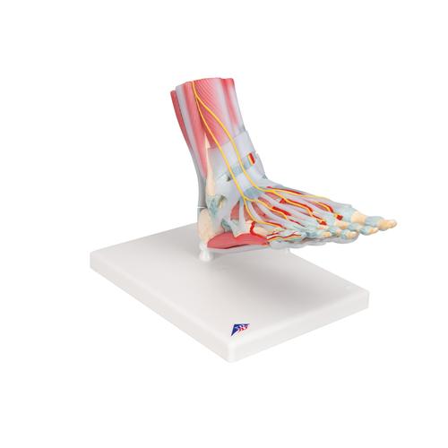 Modelo del esqueleto del pie con ligamentos y músculos - 3B Smart Anatomy, 1019421 [M34/1], Modelos de Articulaciones