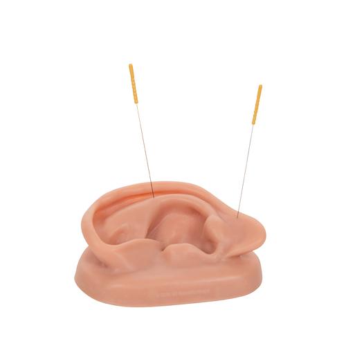 Modelo derecho del oído para practicar la acupuntura, 1000375 [N15/1R], Modelos