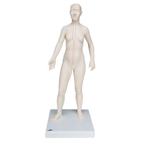 Modelo de cuerpo humano para acupuntura 3B (femenino), 1000379 [N31], Modelos