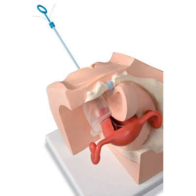 Maniquí ginecológico para la educación de pacientes. - 3B Smart Anatomy, 1013705 [P53], Educación sexual