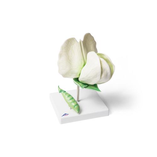Flor de guisante (Pisum sativum), modelo, 1000535 [T21026], Plantas dicotiledóneas