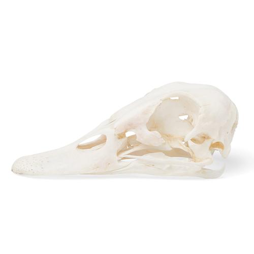 Cráneo de pato (Anas platyrhynchos domestica), preparado, 1020981 [T30072], Pájaros