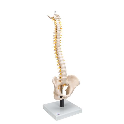 Columna flexible, con discos intervertebrales suaves - 3B Smart Anatomy, 1008545 [VB84], Modelos de Columna vertebral