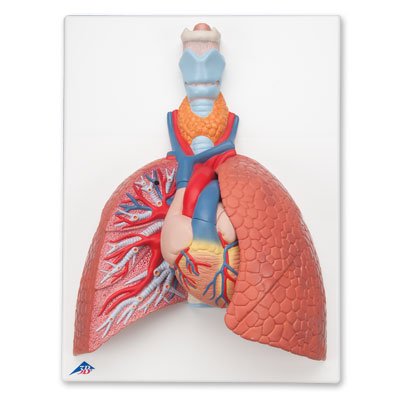 Modelo del pulmón, 5 piezas - 3B Smart Anatomy, 1001243 [VC243], Modelos de Sistema Respiratorio