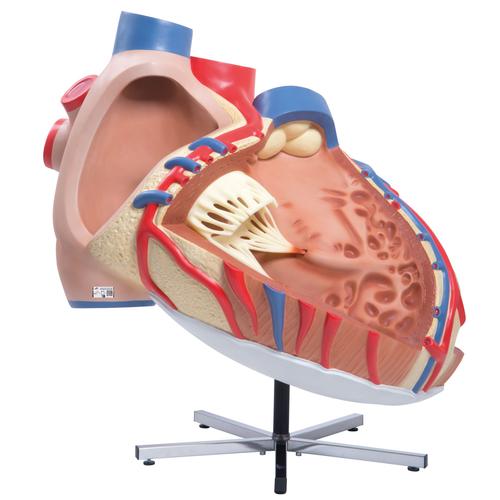 Corazón grande, 8 veces su tamaño natural - 3B Smart Anatomy, 1001244 [VD250], Modelos de Corazón