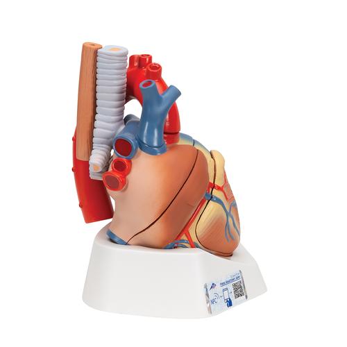 Corazón, en 7 piezas - 3B Smart Anatomy, 1008548 [VD253], Modelos de Corazón