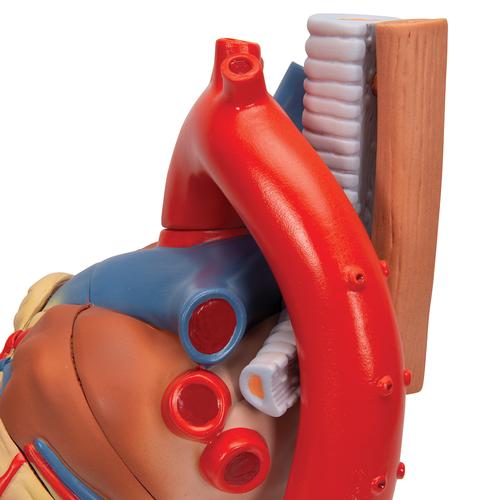 Corazón, en 7 piezas - 3B Smart Anatomy, 1008548 [VD253], Modelos de Corazón