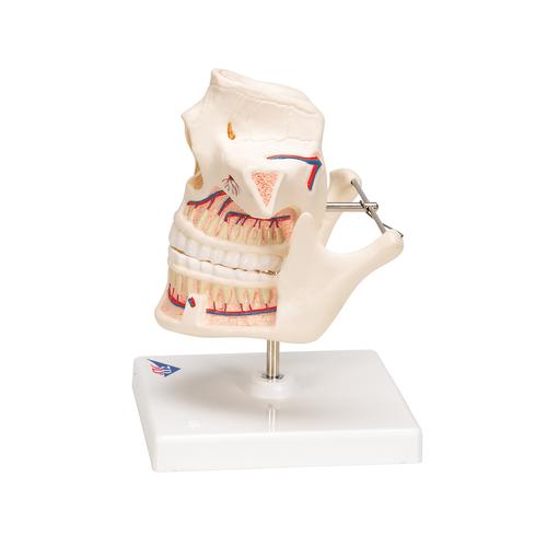 Dentadura de adulto - 3B Smart Anatomy, 1001247 [VE281], Modelos dentales