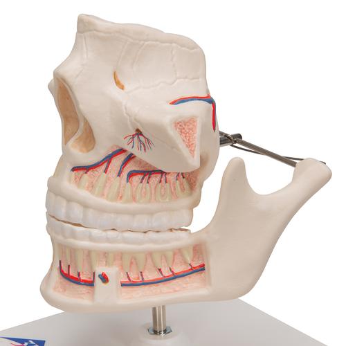 Dentadura de adulto - 3B Smart Anatomy, 1001247 [VE281], Modelos dentales