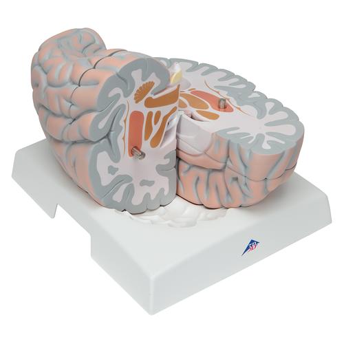 Encéfalo gigante, 2,5 veces el tamaño natural, desmontable en 14 piezas - 3B Smart Anatomy, 1001261 [VH409], Modelos de Cerebro