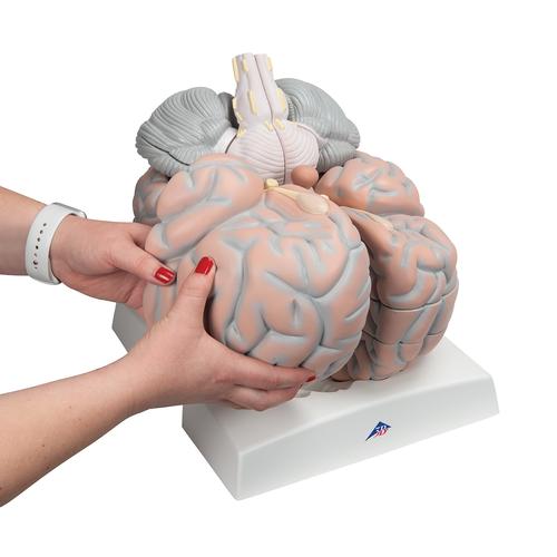Encéfalo gigante, 2,5 veces el tamaño natural, desmontable en 14 piezas - 3B Smart Anatomy, 1001261 [VH409], Modelos de Cerebro