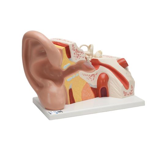Oído gigante, 5 veces su tamaño natural, 3 piezas - 3B Smart Anatomy, 1008553 [VJ513], Modelos de Oído, Laringe y Nariz