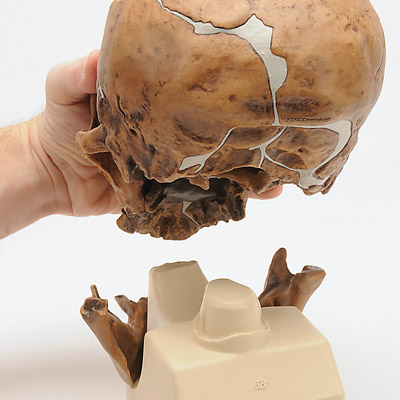 Rêplica del cráneo del Homo neanderthalensis (La Chapelle-aux-Saints 1), 1001294 [VP751/1], Modelos de Cráneos Humanos