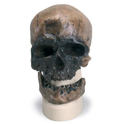 Rêplica del cráneo del Homo sapiens (Crô-Magnon), 1001295 [VP752/1], Evolución
