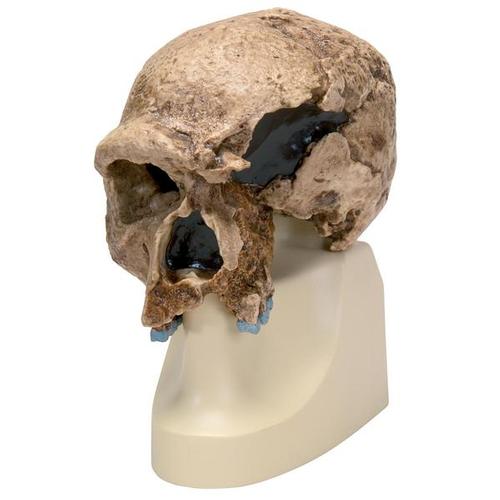 Rêplica del cráneo del Homo steinheimnensis (Berkhemer, 1936), 1001296 [VP753/1], Evolución