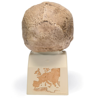 Rêplica del cráneo del Homo steinheimnensis (Berkhemer, 1936), 1001296 [VP753/1], Modelos de Cráneos Humanos