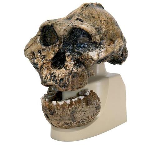Rêplica del cráneo del Australopithecus boisei (KNM-ER 406 + Omo L7A-125), 1001298 [VP755/1], Modelos de Cráneos Humanos